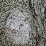 A properly healed callous on a tree.