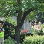 Ed trimming a Norway Maple with a pole saw